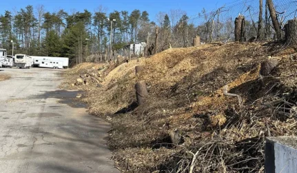 Commercial Tree Removal
