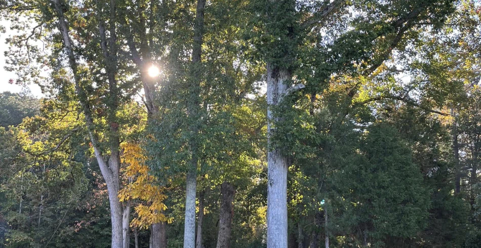 Commercial Tree Trimming & Pruning