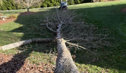 Emergency Tree Services