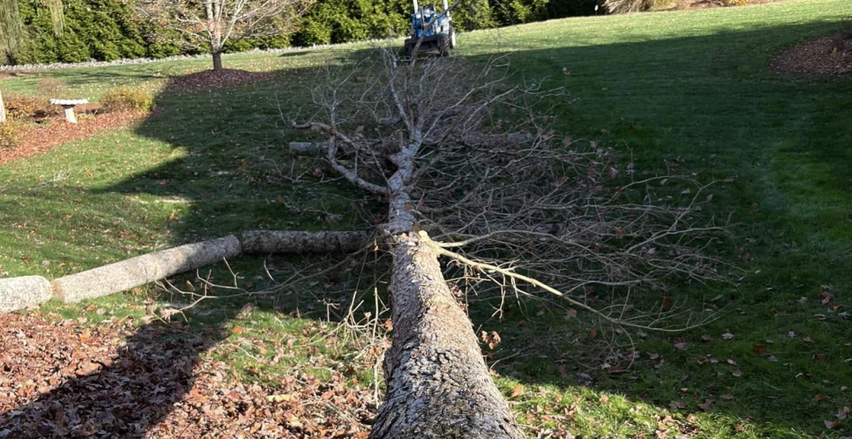 Emergency Tree Services