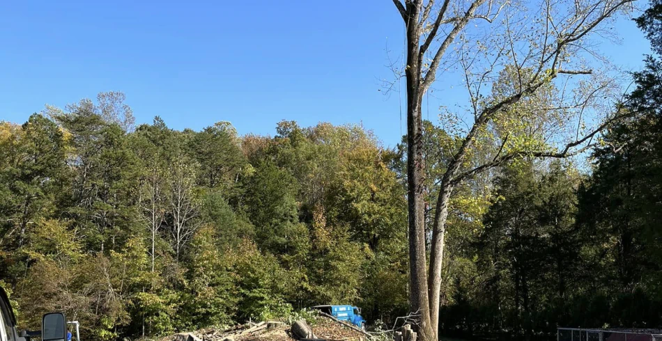 Residential Tree Trimming & Pruning