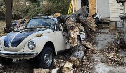 Storm Damage Tree Services
