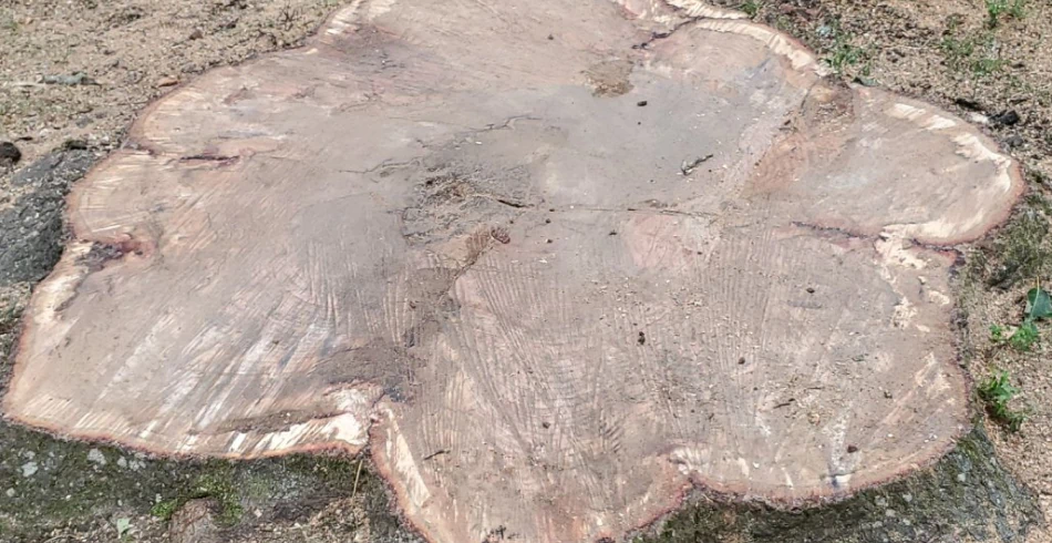 Stump Grinding & Removal